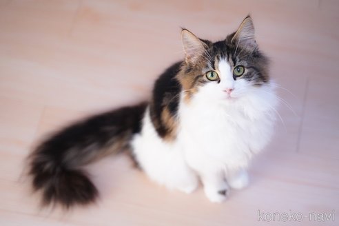 成約済の愛知県のノルウェージャンフォレストキャット-104237の6枚目